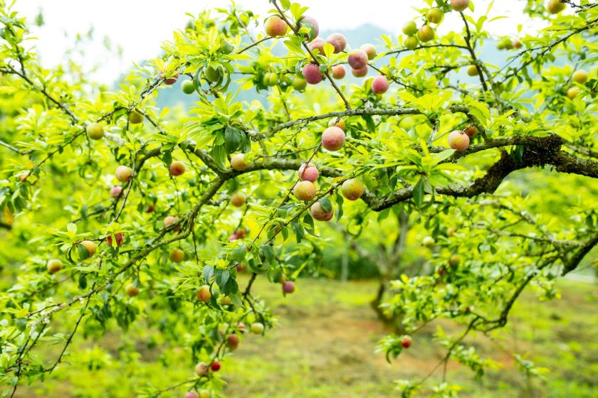 Vườn mận Hải Yến.